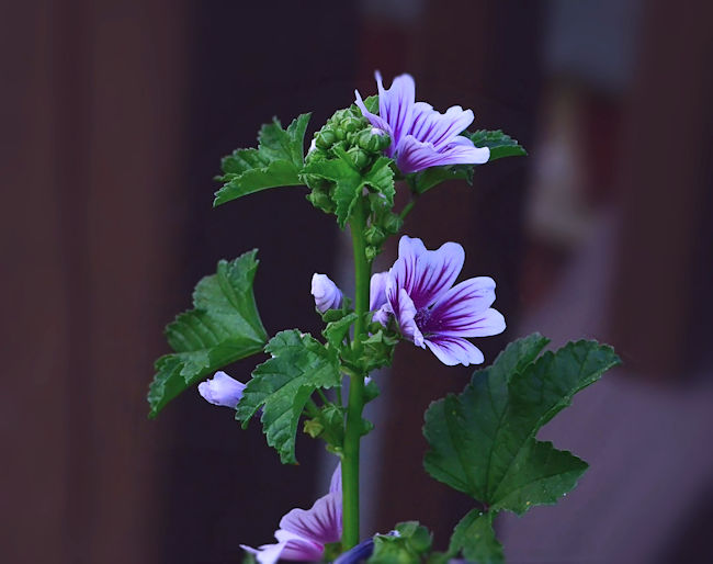 French hollyhock (Malva sylvestris) picture