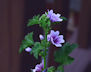 French hollyhock