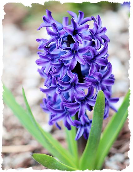 Purple hyacinth picture