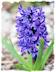 Purple hyacinth picture