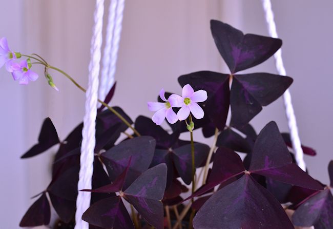 Purple shamrock