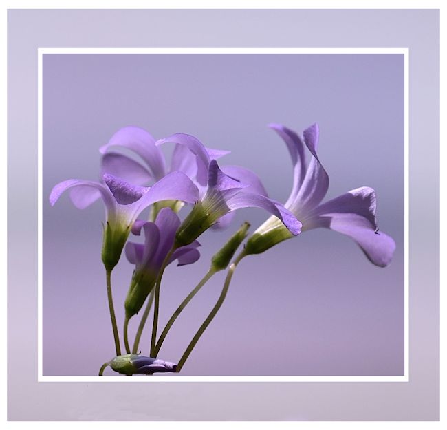 Purple shamrock flower