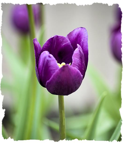 Purple tulip picture