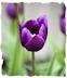 Purple tulip picture