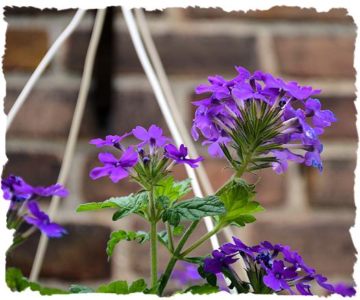 Purple verbena picture