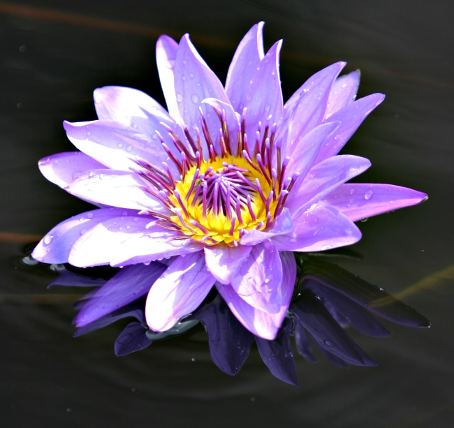 Purple water lily picture