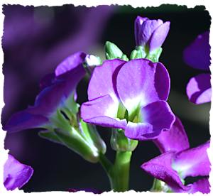 Purple wedding flowers stock picture