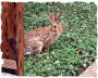 Rabbit picture