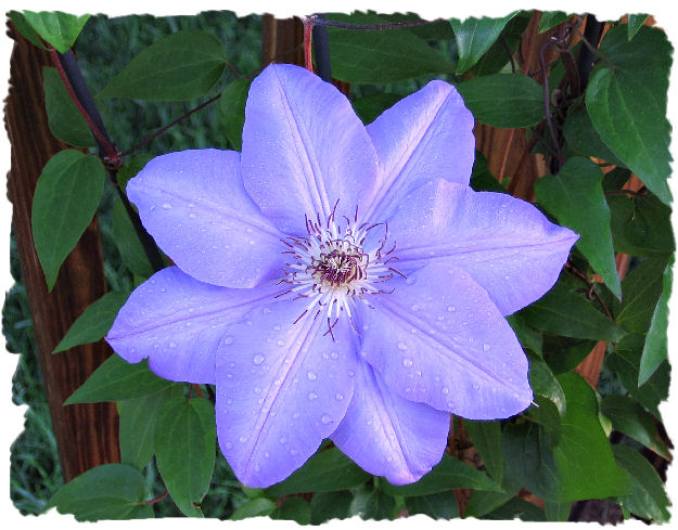 Purple Ramona clematis picture