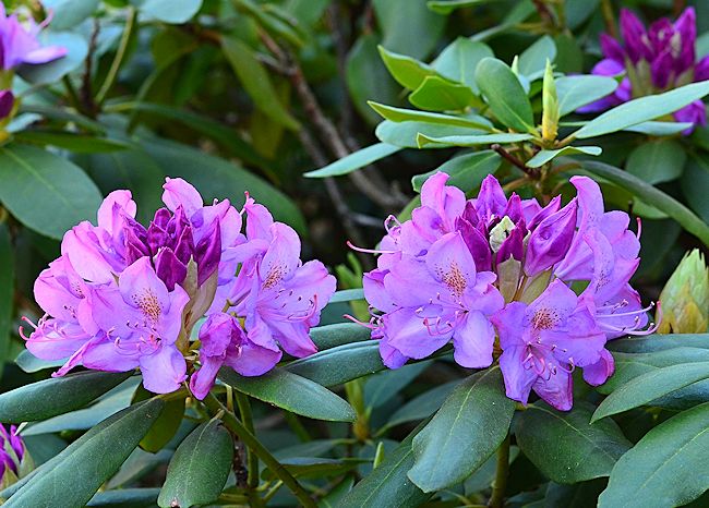 Purple rhododendron picture