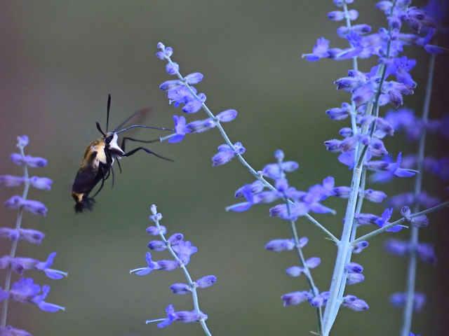 Russian sage picture