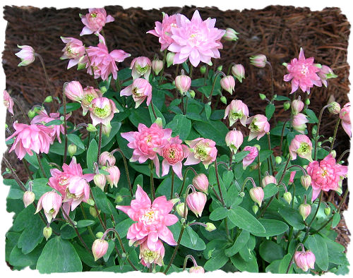 Clementine salmon rose - Columbine picture