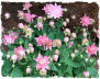 Salmon rose picture