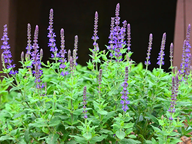 Purple salvia picture