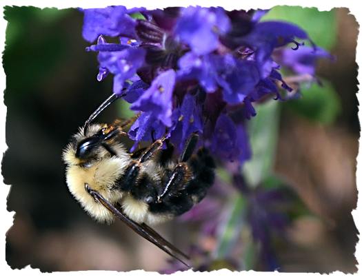 Black and blue salvia and bumble bee picture