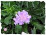 Purple scabiosa picture