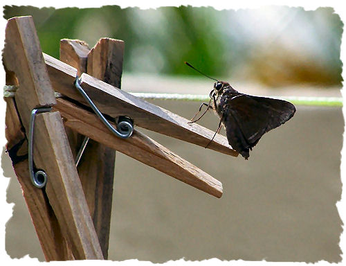 Skipper butterfly picture