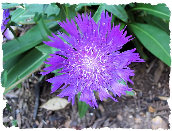 Purple stoke's aster picture
