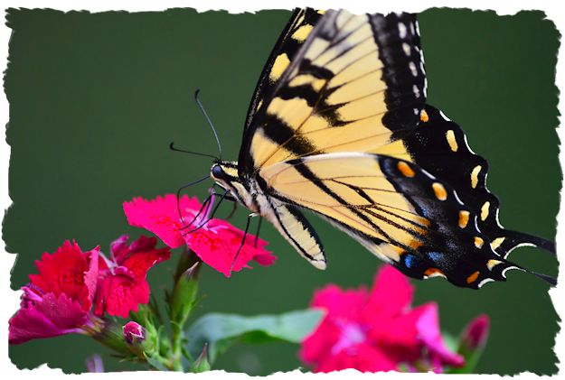 Swallotail butterfly feeding on dianthus picture