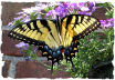 Tiger swallotail picture