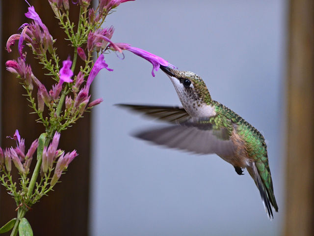 Hummingbird feeding on Agastache Tutti Frutti