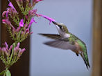 Agastache Tutti Frutt