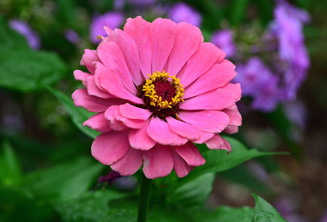 Zinnia flower