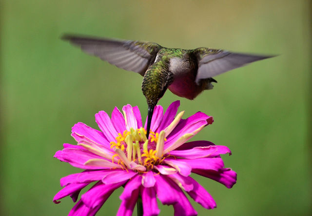 Zinnia hummingbird flower