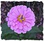 Purple zinnia picture